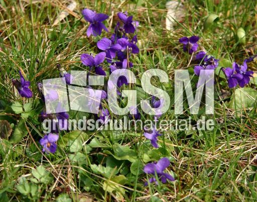 Veilchen-Wiese.jpg